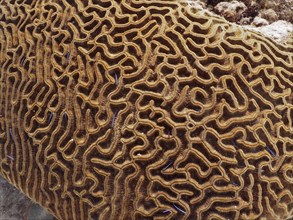 Close-up of a brown, richly textured coral, Brain coral (Diploria labyrinthiformis), underwater.