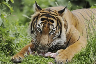 Sumatran tiger (Panthera tigris sumatrae), feeding, captive, occurring on Sumatra, Indonesia, Asia