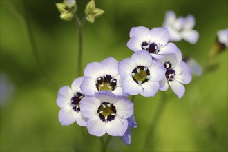 Bird's eye or tricolour gilia (Gilia tricolor), flowers, native to North America, ornamental plant,