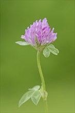 Red clover (Trifolium pratense), flower, North Rhine-Westphalia, Germany, Europe