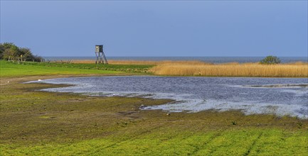 Lowlands on the Bodden on Rügen, Mönchgut peninsula, Mecklenburg-Western Pomerania, Germany, Europe