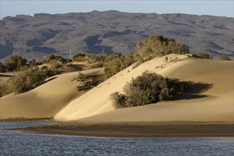 Nature reserve Dunes of Maspalomas, small lagoon La Charca de Maspalomas and sand dunes in the