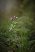 Close-up of an annual honesty (Lunaria annua), garden silver leaf, Judas silver, Judas penny,