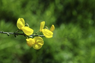 Flower of broom, common broom (Cytisus scoparius), yellow flowers, Wilnsdorf, North