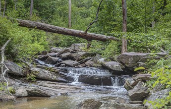 Fallen tree over a cascade on Cheaha Creek along the Chinnabee Silent Trail through Talladega