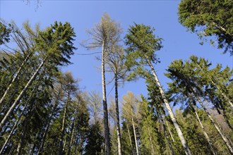 Tall trees with a clear blue sky background create a beautiful forest canopy, Bavaria