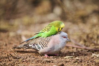 Animal Friendship of a Crested pigeon (Ocyphaps lophotes) cuddeling a Budgerigar (Melopsittacus