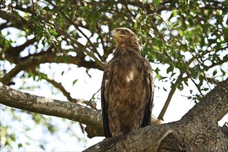 African Tawny Eagle (Aquila rapax) sitting on a tree, Serengeti National Park, Tanzania, Africa