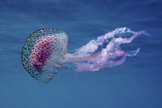 Underwater photo of a transparent mauve stinger (Pelagia noctiluca) with long tentacles in deep