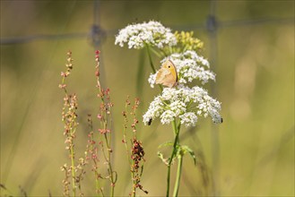 Meadow brown butterfly (Maniola jurtina) sitting on flower foraging for nectar on a meadow