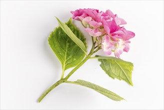 Branch with pink hydrangea flowers on a white background