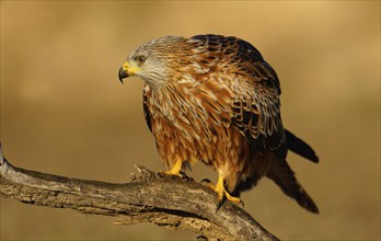 Red kite (Milvus milvus) on a dry branch, Pyrenees, Spain, Europe