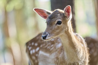 European fallow deer (Dama dama) youngster, portrait, in a forest, Bavaria, Germany, Europe