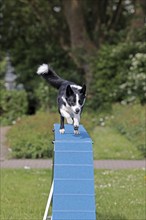 Border Collie, Agalität