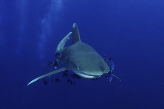 Oceanic whitetip shark (Carcharhinus longimanus) swimming surrounded by small pilot fish in deep