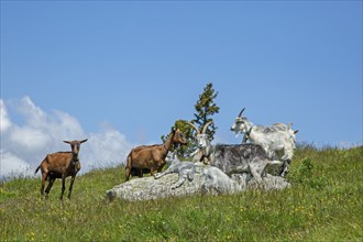 Goats on the Gschneier Alm