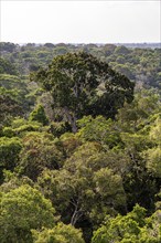 Rainforest treetops, Amazon Museum MUSA, Cidade de Deus, Manaus, Brazil, South America