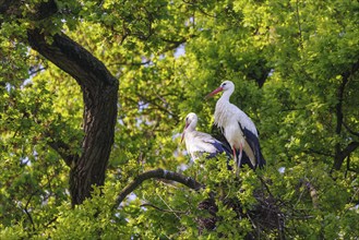 White storks (Ciconia ciconia), Germany, Europe