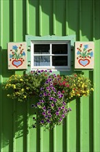 Window with painted shutters and flower box with geraniums (Pelargonium spec.) in old colourfully