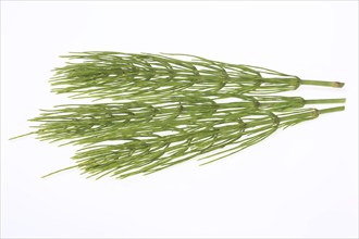 Medicinal plant, Equisetum arvense, the field horsetail or horsetail