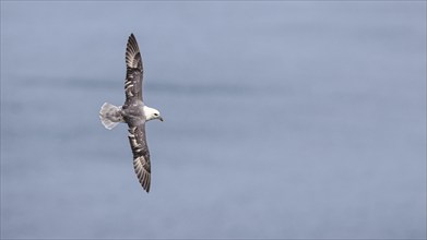 Northern Fulmar, Fulmarus glacialis, bird on the cliff, Bempton Cliffs, North Yorkshire, England,