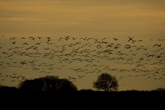 Pink-footed goose (Anser brachyrhynchus) adult birds in a skein or flock in flight at sunset,