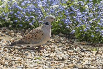 Turtle dove (Streptopelia turtur) adult bird on an urban garden shingle path, England, United