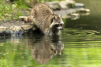 A raccoon stands at the edge of a pond, looks into the water and is surrounded by green nature,