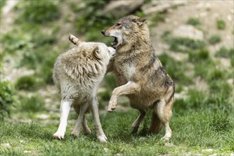 Two wolves communicate in a green, natural environment, possibly playing, Timberwolf, American wolf