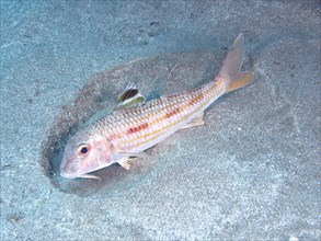 A striped red mullet (Mullus surmuletus) searches the sandy bottom with its barbels for food. Dive