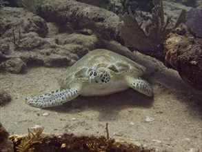 Hawksbill sea turtle (Eretmochelys imbricata imbricata) resting quietly on the sand, surrounded by