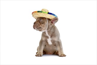 Cute French Bulldog dog puppy with summer straw hat on white background