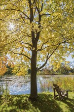 Wooden adirondack chair on green grass lawn beneath Acer, Maple tree next to pond with Nymphaea,