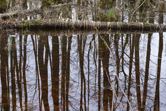 Tree trunks in the swamp, Müritz National Park, Mecklenburg Lake District, Mecklenburg,