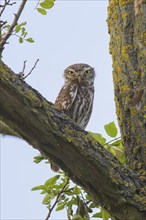 Little owl (Athene noctua) adult bird sitting in a tree, endangered bird species in Central Europe,