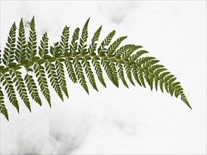 A Fern frond, (Polypodium) against a snow background, in the Rhön UNESCO Biosphere nature reserve,