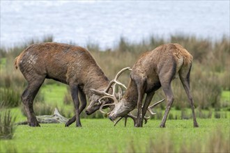 Two rutting red deer (Cervus elaphus) stags fighting by locking antlers during fierce mating battle