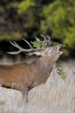 Red deer (Cervus elaphus) stag bellowing in grassland at forest's edge with antlers covered in