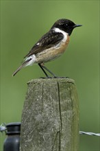 African Stonechat (Saxicola torquata) male perched on fence post along meadow