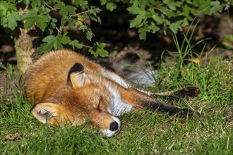 Red fox (Vulpes vulpes) sleeping in the sun at edge of forest under bush