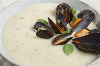 Chowder cream soup with mussels, American cuisine, homemade, no people