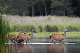 Red deer (Cervus elaphus) three hinds with calf, juvenile crossing lake at forest's edge in autumn,