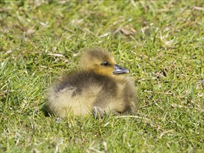 Greylag Goose Gosling (Anser anser), sitting in the sun resting, island of Texel, Holland