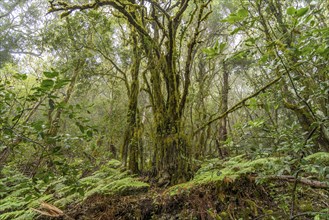 El Cedro laurel forest in Garajonay National Park, UNESCO World Heritage Site on the island of La