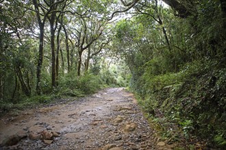 Forest trail in Horton Plains National Park, Central Province, Sri Lanka, Asia