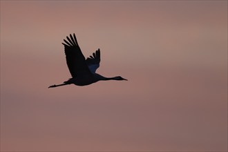 Crane (Grus grus), Hornborgorsjön, Sweden, Europe