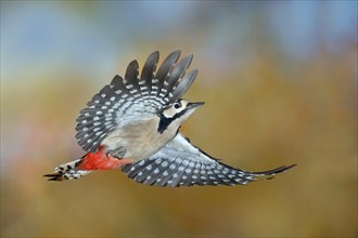 Great spotted woodpecker (Dendrocopus major), in flight, wildlife, woodpeckers, nature photography,