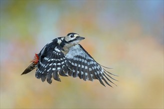 Great spotted woodpecker (Dendrocopus major), in flight, wildlife, woodpeckers, nature photography,