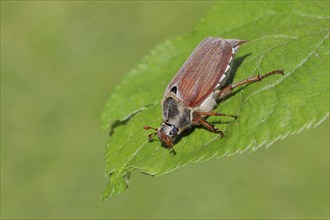 Cockchafer, field cockchafer (Melolontha melolontha), female on a leaf, Wilnsdorf, North