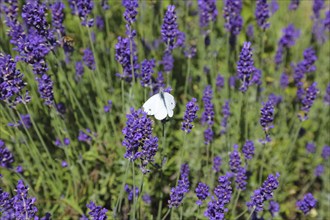 Lavender (Lavandula angustifolia), Cabbage butterfly (Pieris brassicae), butterfly, butterfly,